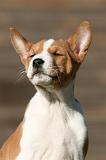 BASENJI 203